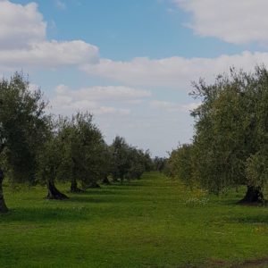 Adotta un ulivo in Puglia - Sabino Leone